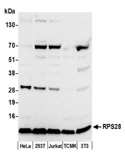 RPS28/Ribosomal Protein S28 Polyclonal Antibody, Bethyl Laboratories:Antibodies:Primary