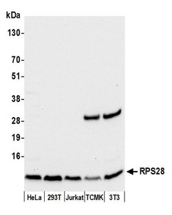 RPS28/Ribosomal Protein S28 Rabbit anti-Human, Mouse, Polyclonal, Bethyl