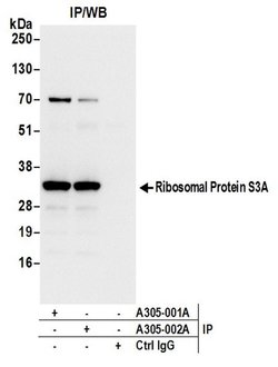 Ribosomal Protein S3A/RPS3A Rabbit anti-Human, Mouse, Polyclonal, Bethyl