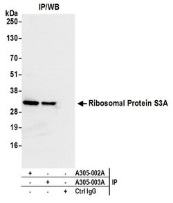 Ribosomal Protein S3A/RPS3A Rabbit anti-Human, Mouse, Polyclonal, Bethyl Laboratories 100 &mu;L | Buy Online | Bethyl Laboratories, Inc | Fisher Scientific