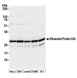 Ribosomal Protein S3A/RPS3A Rabbit anti-Human, Mouse, Polyclonal, Bethyl