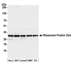 Ribosomal Protein S3A/RPS3A Rabbit anti-Human, Mouse, Polyclonal, Bethyl Laboratories 100 &mu;L | Buy Online | Bethyl Laboratories, Inc | Fisher Scientific