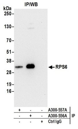 RPS6 Rabbit anti-Human, Mouse, Polyclonal, Bethyl Laboratories 100 &mu;l;