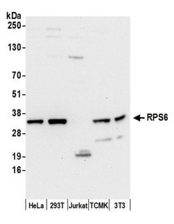RPS6 Polyclonal Antibody, Bethyl Laboratories:Antibodies:Primary Antibodies