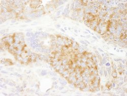 RPS6 Polyclonal Antibody, Bethyl Laboratories 10 &mu;L; Unconjugated:Antibodies,