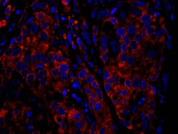 RPS6 Polyclonal Antibody, Bethyl Laboratories 10 &mu;L; Unconjugated:Antibodies,