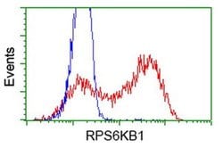 RPS6KB1 Monoclonal Antibody (OTI4G4), TrueMAB , OriGene 100 &mu;L; Unconjugated:Antibodies,