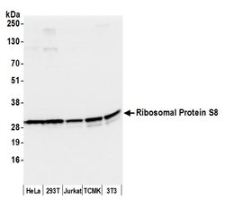 Ribosomal Protein S8/RPS8 Polyclonal Antibody, Bethyl Laboratories 20 &mu;L | Buy Online | Bethyl Laboratories, Inc | Fisher Scientific