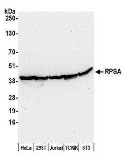 RPSA Polyclonal Antibody, Bethyl Laboratories:Antibodies:Primary Antibodies