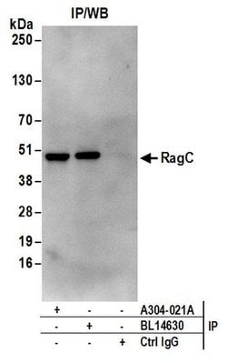 RRAGC/RagC Rabbit anti-Human, Mouse, Polyclonal, Bethyl Laboratories 100