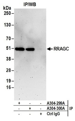 RRAGC/RagC Rabbit anti-Human, Polyclonal, Bethyl Laboratories 100 &mu;L;