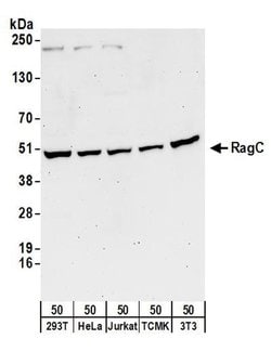 RRAGC/RagC Rabbit anti-Human, Mouse, Polyclonal, Bethyl Laboratories 100