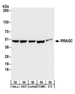 RRAGC/RagC Rabbit anti-Human, Mouse, Polyclonal, Bethyl Laboratories 100