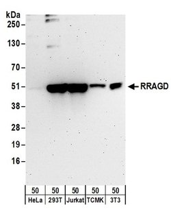 RRAGD Rabbit anti-Human, Mouse, Polyclonal, Bethyl Laboratories 100 &mu;L;