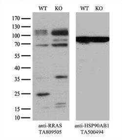 RRAS Monoclonal Antibody (OTI2B7), TrueMAB , OriGene 30 &mu;L; Unconjugated:Antibodies,
