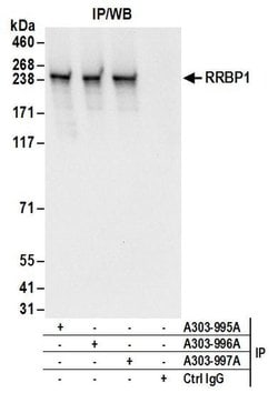 RRBP1 Rabbit anti-Human, Polyclonal, Bethyl Laboratories 100 &mu;L; Unconjugated:Antibodies,
