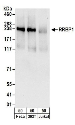 RRBP1 Rabbit anti-Human, Polyclonal, Bethyl Laboratories 100 &mu;L; Unconjugated:Antibodies,