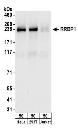 RRBP1 Rabbit anti-Human, Polyclonal, Bethyl Laboratories 100 &mu;L; Unconjugated:Antibodies,