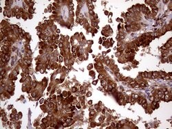 RRBP1 Monoclonal Antibody (OTI3F1), TrueMAB , OriGene:Antibodies:Primary