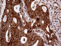 RRBP1 Monoclonal Antibody (OTI3F1), TrueMAB , OriGene 100 &mu;L; Unconjugated:Antibodies,