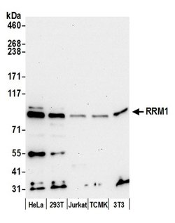 RRM1 Rabbit anti-Human, Mouse, Polyclonal, Bethyl Laboratories 100 &mu;L;