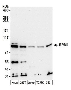 RRM1 Polyclonal Antibody, Bethyl Laboratories 20 &mu;l; Unlabeled:Antibodies,