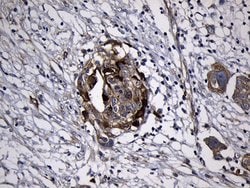 RRM2 Mouse anti-Human, Clone: OTI3D3, liquid, TrueMAB 100 &mu;L; Unconjugated:Antibodies,