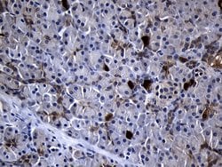 RRM2 Mouse anti-Human, Clone: OTI3D3, liquid, TrueMAB 100 &mu;L; Unconjugated:Antibodies,