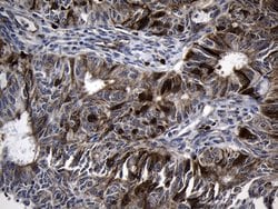 RRM2 Mouse anti-Human, Clone: OTI3D3, liquid, TrueMAB 100 &mu;L; Unconjugated:Antibodies,