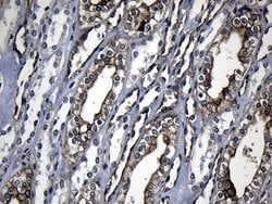 RRM2 Mouse anti-Human, Clone: OTI3D3, liquid, TrueMAB 100 &mu;L; Unconjugated:Antibodies,