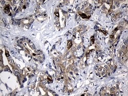 RRM2 Mouse anti-Human, Clone: OTI3D3, liquid, TrueMAB 100 &mu;L; Unconjugated:Antibodies,