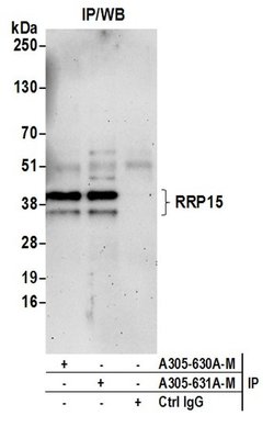 RRP15 Polyclonal Antibody, Bethyl Laboratories 20 &mu;L; Unconjugated:Antibodies,