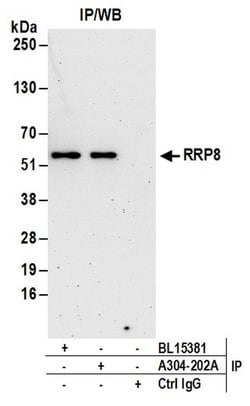 RRP8 Rabbit anti-Human, Polyclonal, Bethyl Laboratories 100 &mu;L; Unconjugated:Antibodies,
