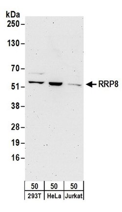 RRP8 Rabbit anti-Human, Polyclonal, Bethyl Laboratories 100 &mu;L; Unconjugated:Antibodies,