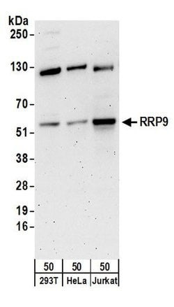 RRP9 Rabbit anti-Human, Polyclonal, Bethyl Laboratories 100 &mu;L; Unconjugated:Antibodies,