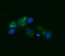 RSAD2 Mouse anti-Human, Clone: OTI4D12, lyophilized, TrueMAB 100 &mu;g;