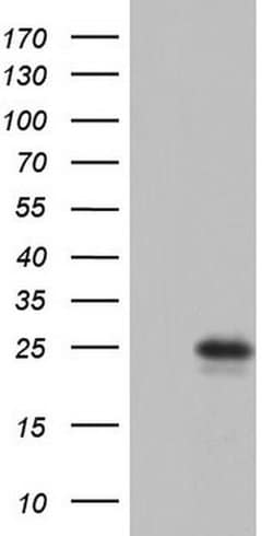 RSPO1 Monoclonal Antibody (OTI2B11), TrueMAB , OriGene 30 &mu;L; Unconjugated:Antibodies,