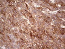 RSPO3 Monoclonal Antibody (OTI3A9), TrueMAB , OriGene 100 &mu;L; Unconjugated:Antibodies,