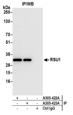 RSU1 Rabbit anti-Human, Mouse, Polyclonal, Bethyl Laboratories 100 &mu;l;