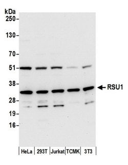 RSU1 Rabbit anti-Human, Mouse, Polyclonal, Bethyl Laboratories 100 &mu;l;