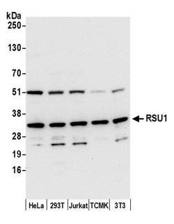 RSU1 Polyclonal Antibody, Bethyl Laboratories 20 &mu;L; Unconjugated:Antibodies,