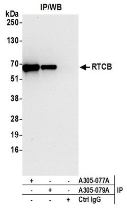 RTCB/C22orf28/FAAP Rabbit anti-Human, Mouse, Polyclonal, Bethyl Laboratories