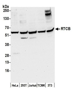 RTCB/C22orf28/FAAP Rabbit anti-Human, Mouse, Polyclonal, Bethyl Laboratories