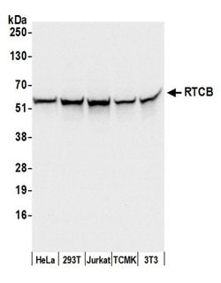 RTCB/C22orf28/FAAP Rabbit anti-Human, Mouse, Polyclonal, Bethyl Laboratories