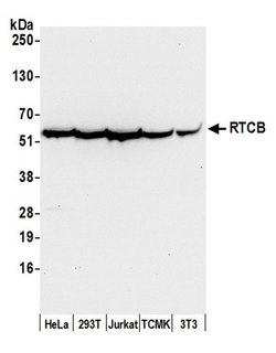 RTCB/C22orf28/FAAP Rabbit anti-Human, Mouse, Polyclonal, Bethyl Laboratories