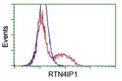 RTN4IP1 Monoclonal Antibody (OTI1E1), TrueMAB , OriGene:Antibodies:Primary