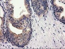 RTN4IP1 Monoclonal Antibody (OTI3B2), TrueMAB , OriGene 30 &mu;L; Unconjugated:Antibodies,