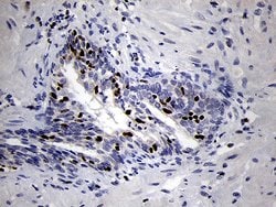 RUNX3 Monoclonal Antibody (OTI2G1), TrueMAB , OriGene 100 &mu;L; Unconjugated:Antibodies,