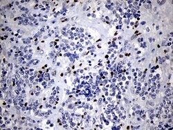 RUNX3 Mouse anti-Human, Clone: OTI2G1, lyophilized, TrueMAB 100 &mu;g;