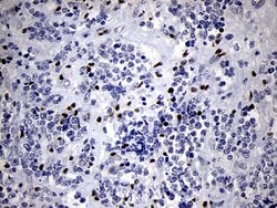 RUNX3 Monoclonal Antibody (OTI2G1), TrueMAB , OriGene 100 &mu;L; Unconjugated:Antibodies,